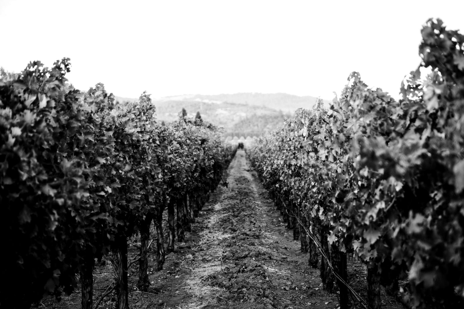Rows of grapevines leading toward the hills in Napa Valley, in black and white